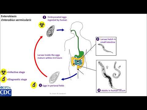 enterobius vermicularis life cycle animation