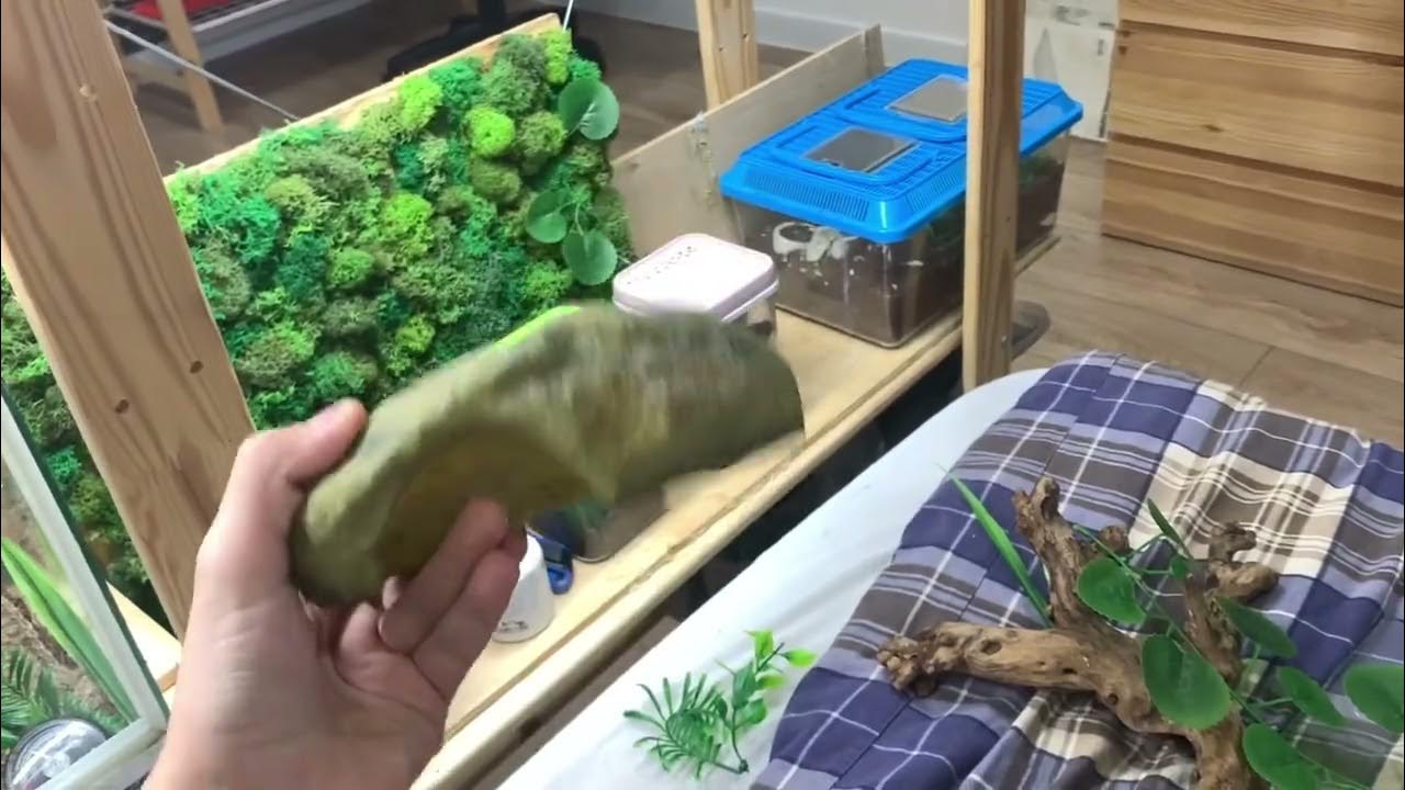 Террариум для эублефара под ключ! Идеальный террариум для эублефара ...