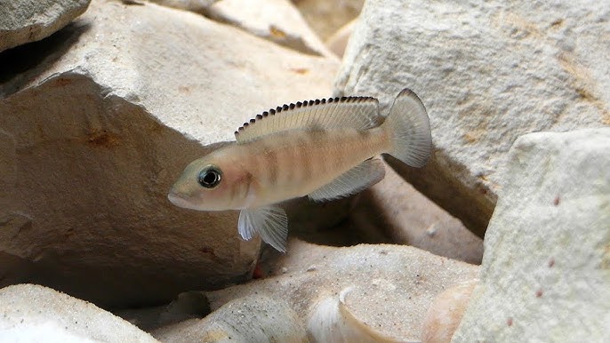 Porno birodarlar va opa-singillar