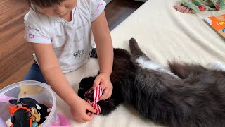 娘からまるで本物の妹のようにイタズラをされる猫　ラガマフィン　A cat that is mischievous like a younger sister