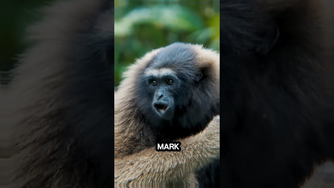 This Javan gibbon! Forest alarm!