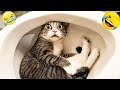 笑わずにいられる？🥰😂 2025年最も面白い犬と猫 😻🐶