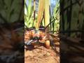 Liam killed a Orb Weaver Jr #grounded2gameplay #grounded2 #gamingcommunity #videogaming