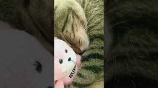 most elegant, noble, friendly, reserved, extraordinarily beautiful creature in the world is the cat.