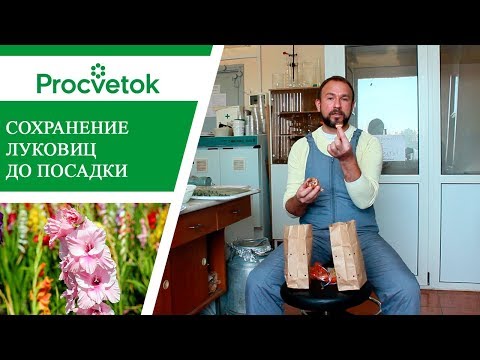 Гладиолусы. Как сохранить луковицы гладиолусов до посадки.