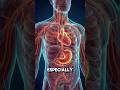 What Energy Drinks Actually Do to Your Body (3D Animation) 🥤🚨 #healthfacts #sorts#shortsfeed