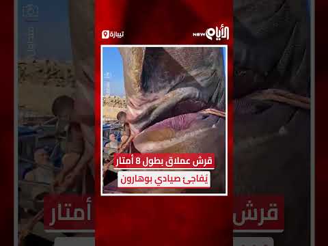 قرش عملاق بطول 8 أمتار ي فاجئ صيادي بوهارون