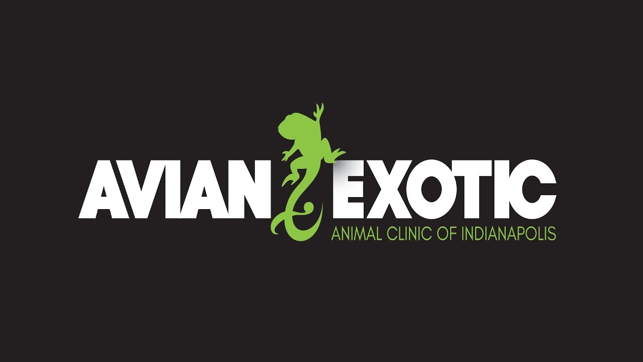 Avian Exotic Animal Clinic