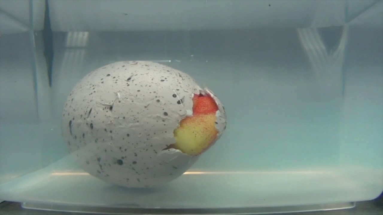 megasaurs grow egg