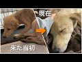 怖がりで触ることもできなかった犬が少しずつ変化していく4ヶ月間の記録