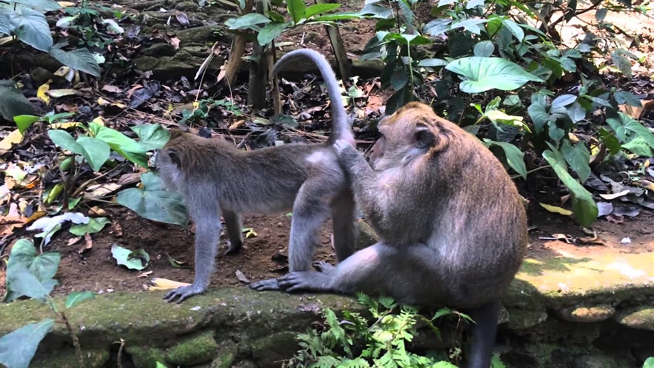 Monkey Masturbating Naughty Monkeys In Ubud Bali - Youtube-1866