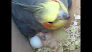 Calo Male Qui Nourrit Ses Bebe 2