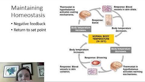 Intro to Animal Form and Function
