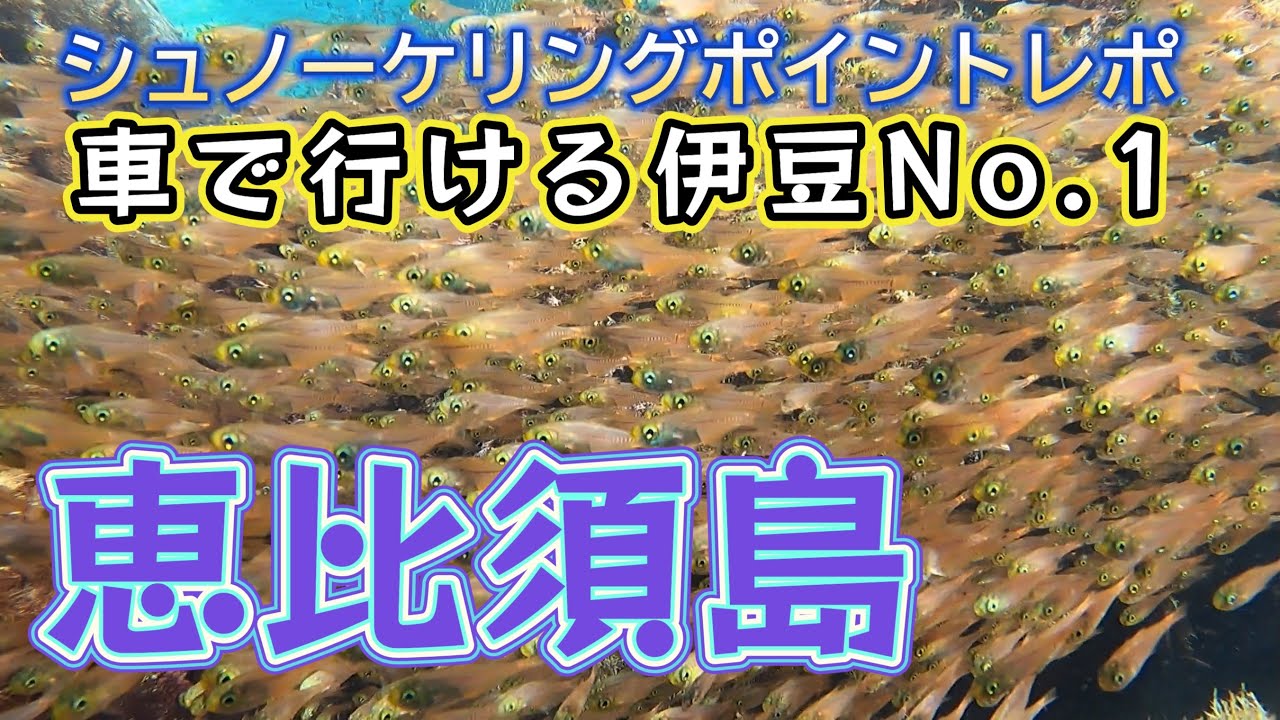 恵比須島のシュノーケリングポイント 車で行ける伊豆No.1でハタンポ天国