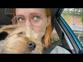 A chill day in my life with my 15 week old puppy!