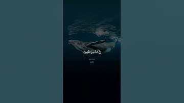 وَذَا ٱل‍‍ن‍ُّ‍ونِ إِذ ذَّهَبَ مُغَـٰضِبࣰا🌱| تلاوة خاشعة ♥️😌 بصوت #إسلام_صبحي ☄️🤍 أرح سمعك و قلبك 💙🎧