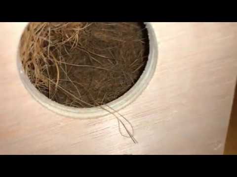 Java finch babies 2019 - Day minus 19