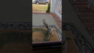 world's friendliest squirrel