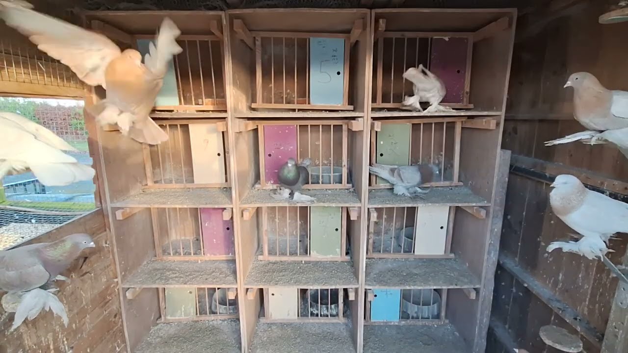 Irish Old School Tumblers 