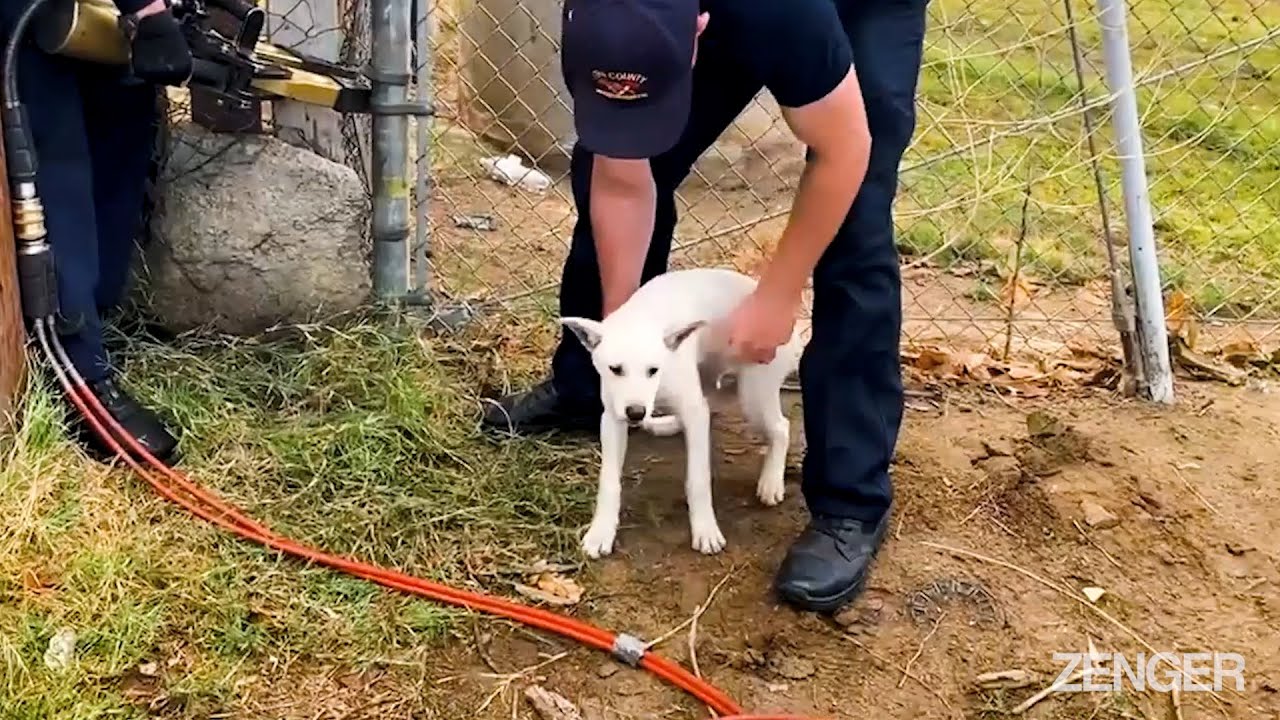 US Firefighters Rescue Dog With Head Wedged In Metal Fence With Jaws Of