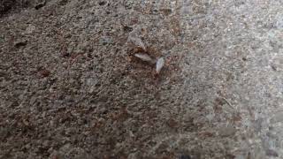 Thief Ant Nuptial Flight
