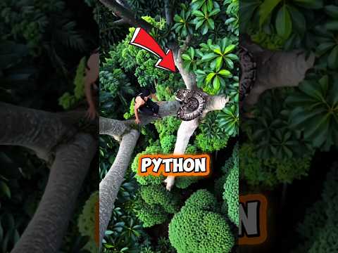 Untung Gak Jantungan Phyton Ularberbahaya Lebah Pemburu