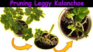 Reshaping My Leggy Kalanchoe (Hard Pruning) to Encourage a Bushier Look with 2Week Update