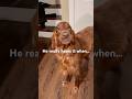 #dog #cutedog #love #pets #dogshorts #doglife