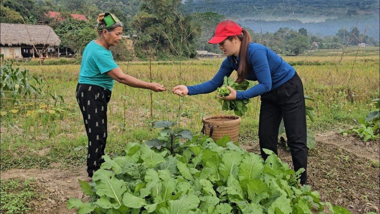 Сбор урожая гигантской листовой горчицы для продажи и засолки.