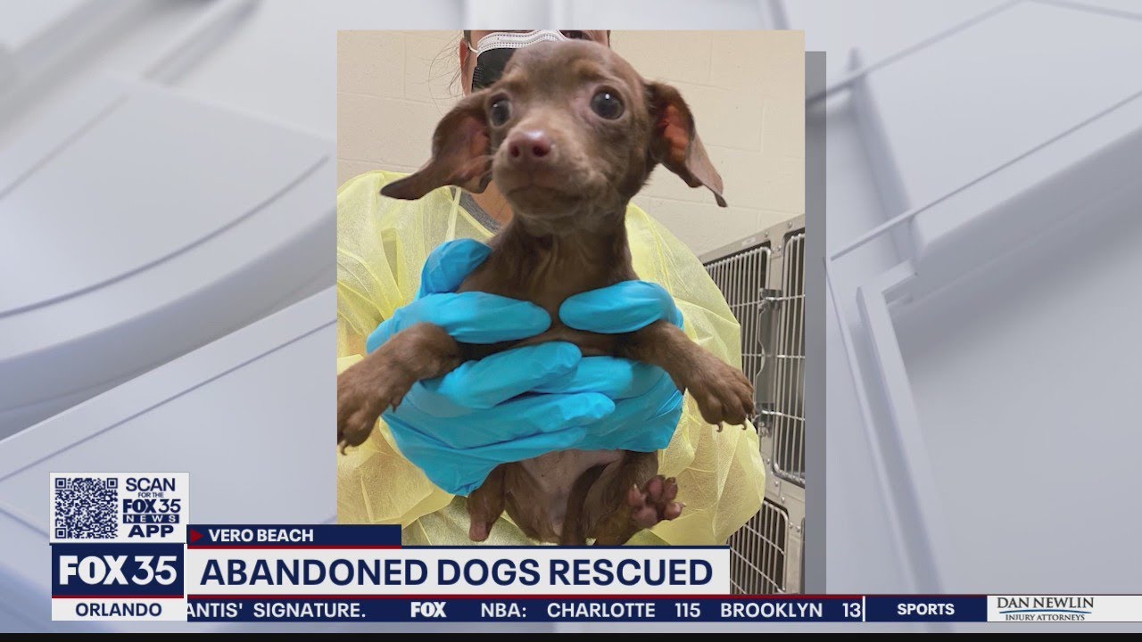 Reward offered for information in case of 26 abandoned puppies, dogs ...
