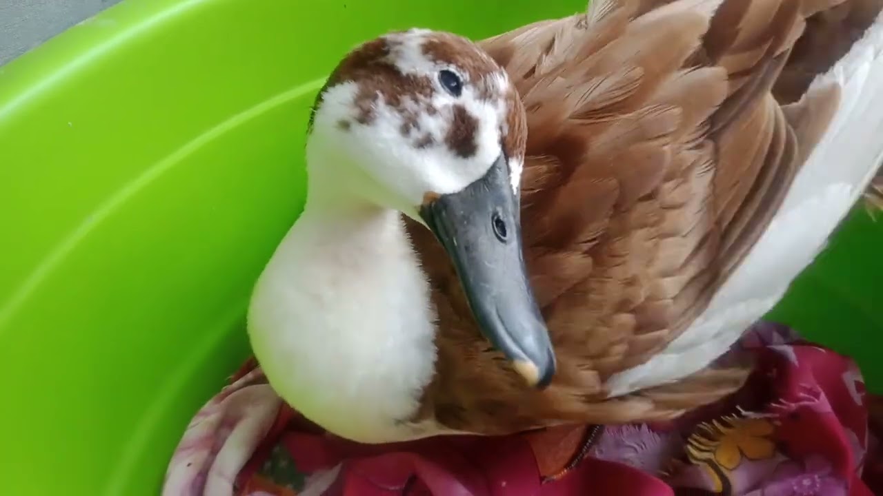 My Pet Duck 😍🦆 To Day Good Helth 🥰🤓🤷 । Duck 🦆 Love