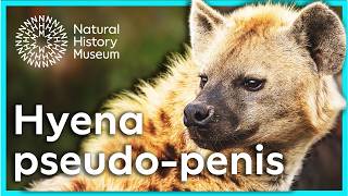 Whats special about female spotted hyena anatomy? | Surprising Science
Female spotted hyenas have an elongated clitoris that resembles a penis-like structure called a pseudo-penis.
This gives the female the power to be selective when choosing a mate, but it also comes with a high reproductive cost. Dr Natalie Cooper explains.
#NaturalHistoryMuseum #Hyena #Mammals
Subscribe to our channel for the latest natural history content http://www.youtube.com/naturalhistorymuseum?sub_confirmation=1
The Natural History Museum in London is home to more than 80 million objects, including meteorites, dinosaur bones and a giant squid. Our channel brings the Museum to you, from what goes on behind the scenes to surprising science and stories from our scientists.
Browse our shop: https://www.nhmshop.co.uk/
Website: http://www.nhm.ac.uk
Instagram: http://instagram.com/natural_history_museum
TikTok: https://www.tiktok.com/@its_nhm
X: https://x.com/nhm_london
Facebook: http://fb.com/naturalhistorymuseum Whats special about female spotted hyena anatomy? | Surprising Science