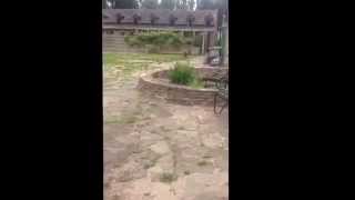 Jerry Springer - Caars Animal Rescue