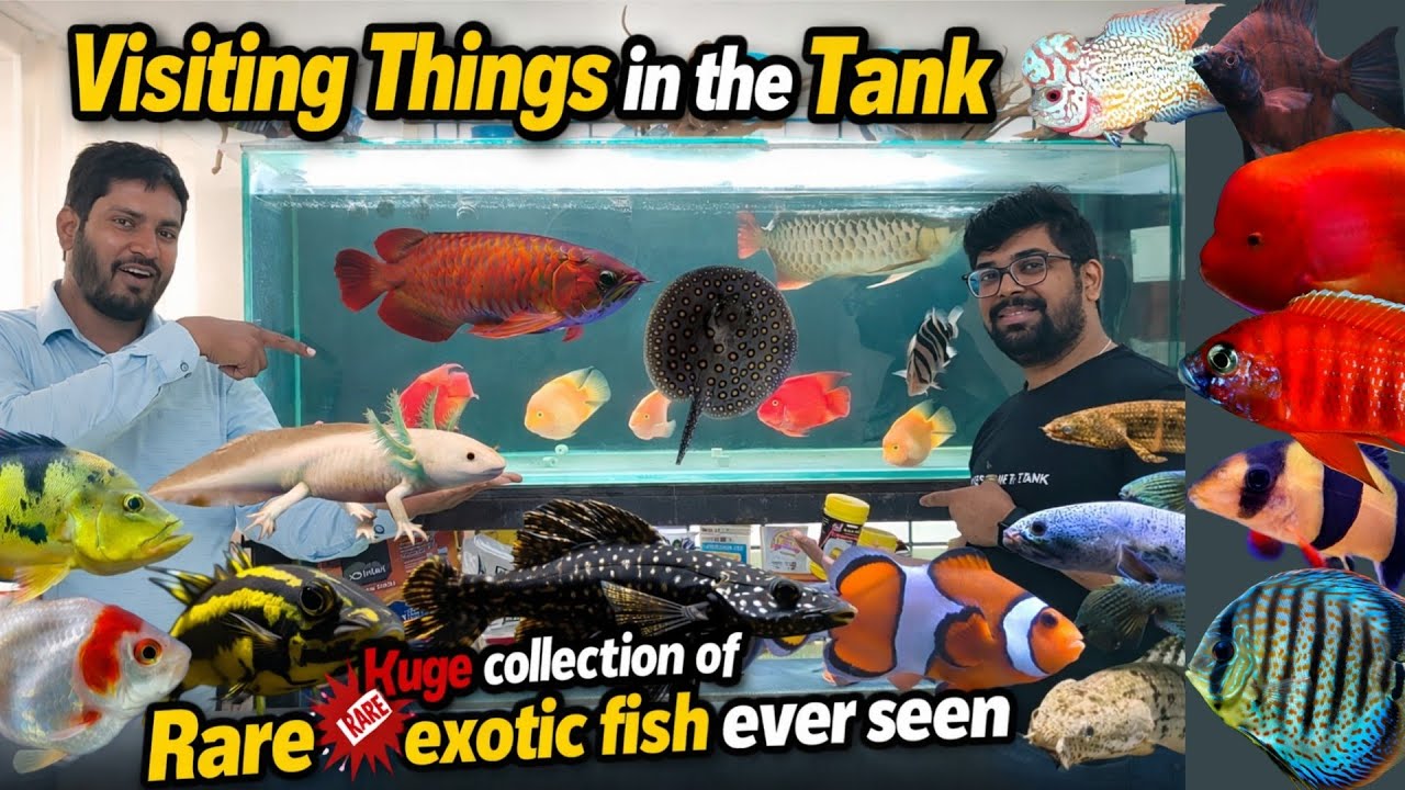 Rare Fish Collection Like NEVER Before | Things in the Tank , Most ...