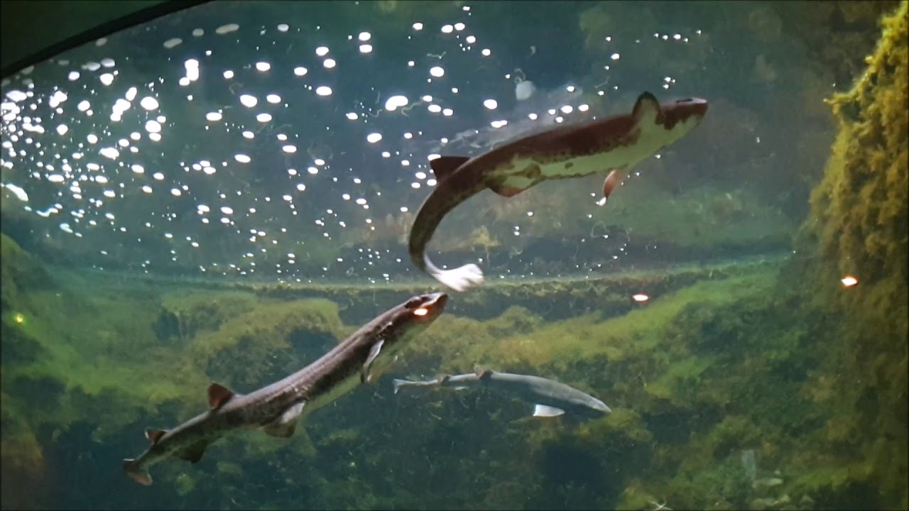 Kleingefleckter Katzenhai