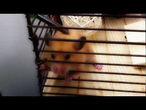hamster keeps climbing cage