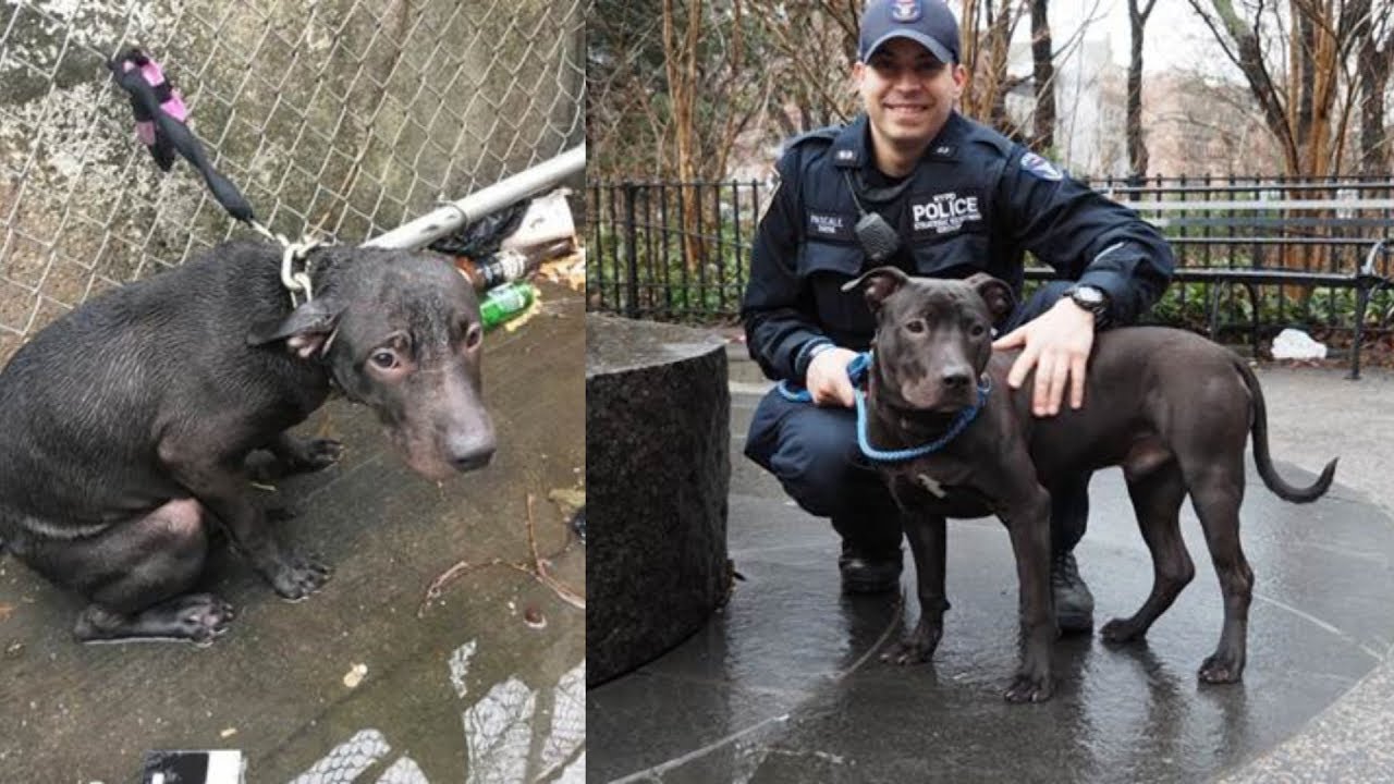 Cop Adopts Abandoned Dog After Finding It Chained to Fence in Freezing Rain  - YouTube