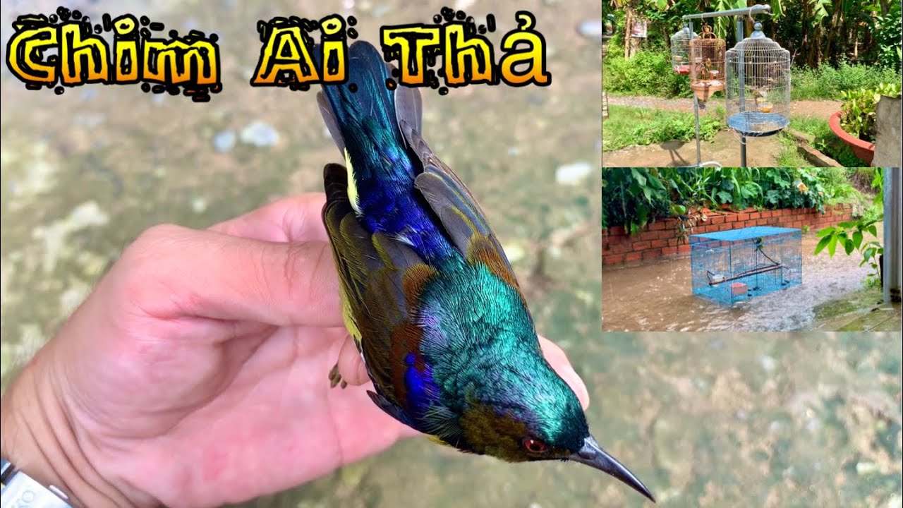 Sáng Cho Chim Tắm Nắng . Trưa Dính Chim Đỗ Quyên . Chiều Cho Chim Huýt Cô Tắm Mưa | Chiểu Trần Vlog