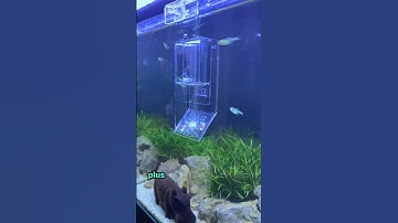 Thumbnail of Tabletica CO2, solusi simpel untuk kesehatan aquascapemu