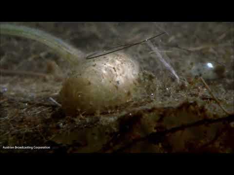 Rat Tailed Maggot Underwater