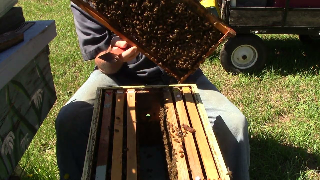 851  14 capped queen cells, What happens if a queen  hatches  before you cut queen cell out
