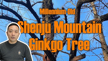 The Legend of the Ancient Ginkgo Tree at Shenju Mountain, Gaoyou City, Jiangsu Province