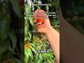 #plantas #jardineria #jardin #huerto #agricultura
