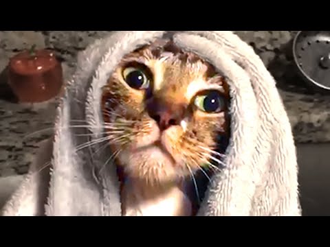 Cute Silly Cats | Funny Pet Videos