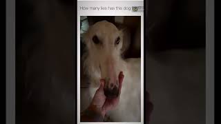 ⁣Try Not To Laugh Challenge The best and funniest pets in the world  #888XXcute