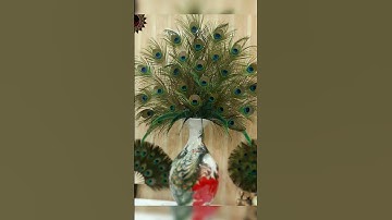 Beautiful use of peacock feathers #interior  design
