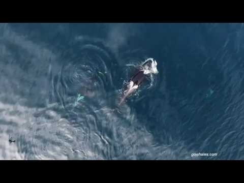 Offshore Killer Whales Eating a Shark! 12/13/16