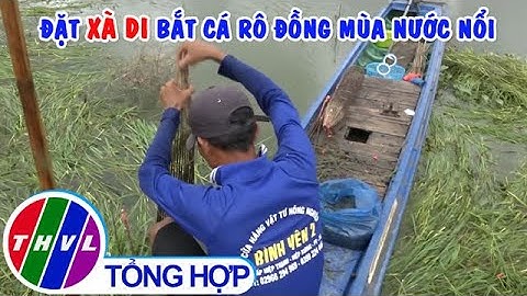 Đặt xà di bắt cá rô đồng mùa nước nổi