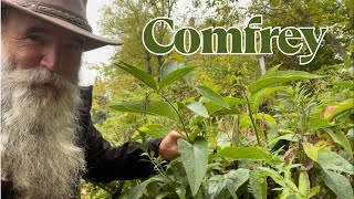 Comfrey: Harvesting Roots for Propagating, Using Leaves as Mulch & Replanting The Harvested Comfrey