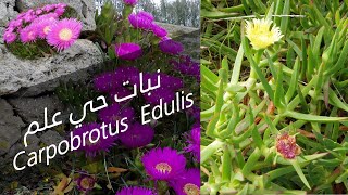 كل ما تود أن تعرفه عن نبات حي علم Carpobrotus  Edulis